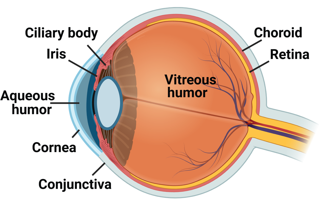 Ocular anatomy showing drug target compartments: cornea, iris, ciliary body, aqueous humor, retina